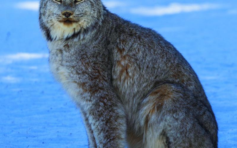 San Juan Mountain lynx Photo by Wesley Berg