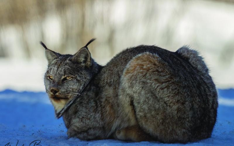 Not a house cat. Photo by Wesley Berg