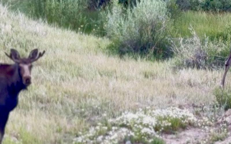 Two moose have moved into the area down by the train depot willows along the Animas; be on the lookout, as it is a very popular dog walking path photo by DeAnne Gallegos