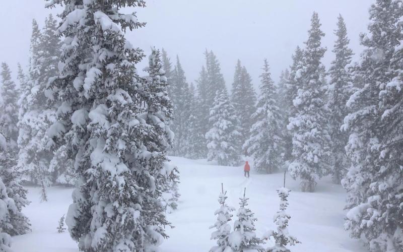 A lone powder seeker among the trees. Photo Credit Silverton Standard Photo Credit Silverton Standard