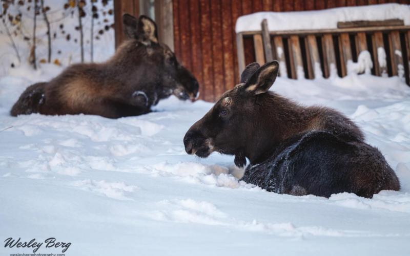 Orphaned moose twins captured the love of Silverton this year, unofficially getting adopted by locals. Names suggested for them included Linus and Lucy and Donny and Marie. Photo Credit Wesley Berg