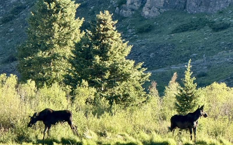 Two moose hanging out by the railroad bridge without a care in the world long after all the tourist have left for the day photo by DeAnne Gallegos