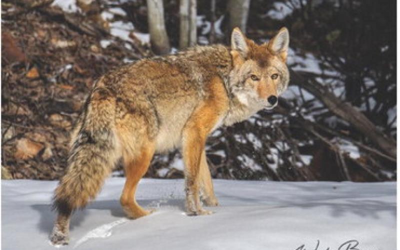 Photo credit Wesley Berg A healthy looking coyote.