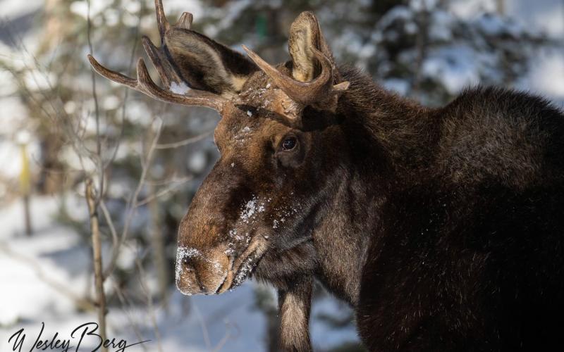 What a handsome fella! Photo credit Wesley Berg