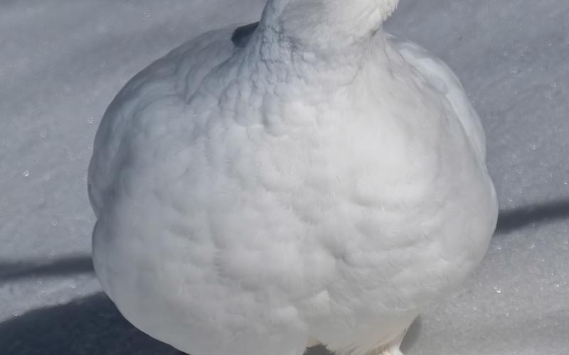 Ptarmigan with its white, winter plumage in Swansea Gulch, April 2024. Photo credit Wesley Berg