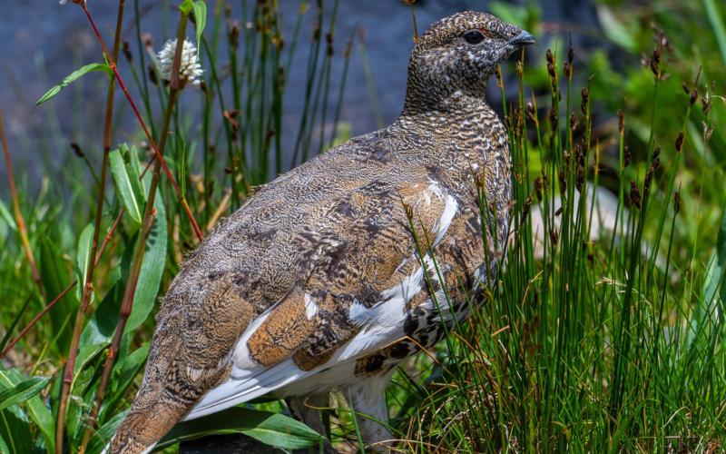 Ptarmigan with its summer plumage along the shore of Silver Lake, August 2024 Photo credit Wesley Berg