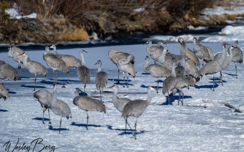 Photo credit Wesley Berg An unusual and extraordinary event in Silverton a large flock of Sandhill Cranes flew through town and several of them decided to stop and hang out on the frozen Animas River.