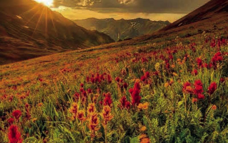 The wonder of summer Photo by Jimmy S. Keene