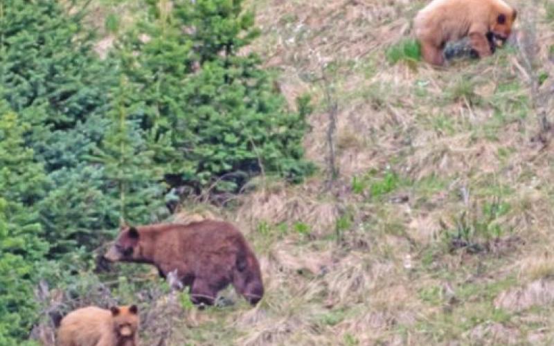 A mama and her cubs Photo credit Freddie Canfield