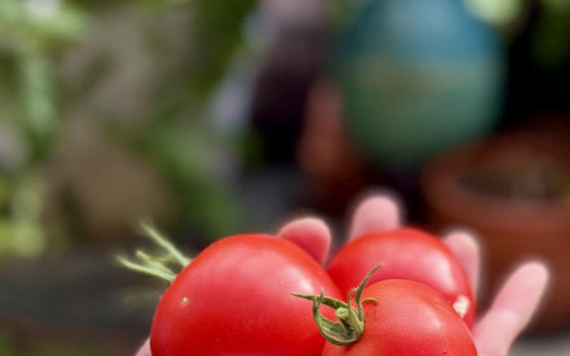 Fresh tomatoes from Mel’s greenhouse, one thing you can grow in Silverton pretty easily. photo by Melissa Childs