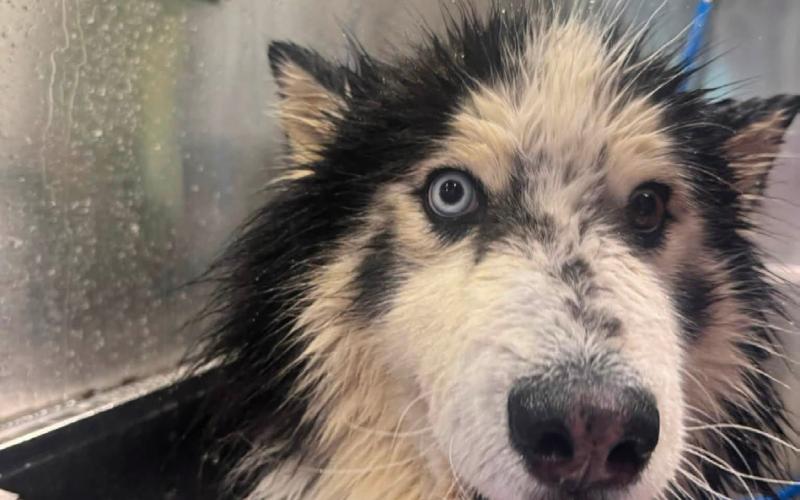 What does Silverton dog Miksa do when she goes to the big city? Get a wash at the Wag N’ Wash in Broomfield. photo by Howie Stern