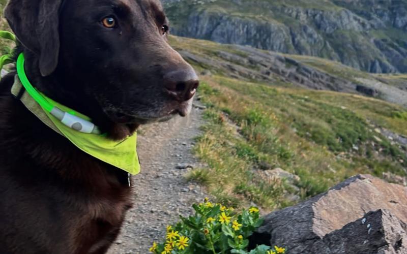 Local Silverton Dog TAJ runs with his mom, Amanda, almost daily to the top of a mountain peak. What a view this lucky dog has. photo by Amanda Grimes