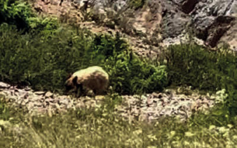 The mysterious blonde bear of the San Juans Photo by Leif Steiner