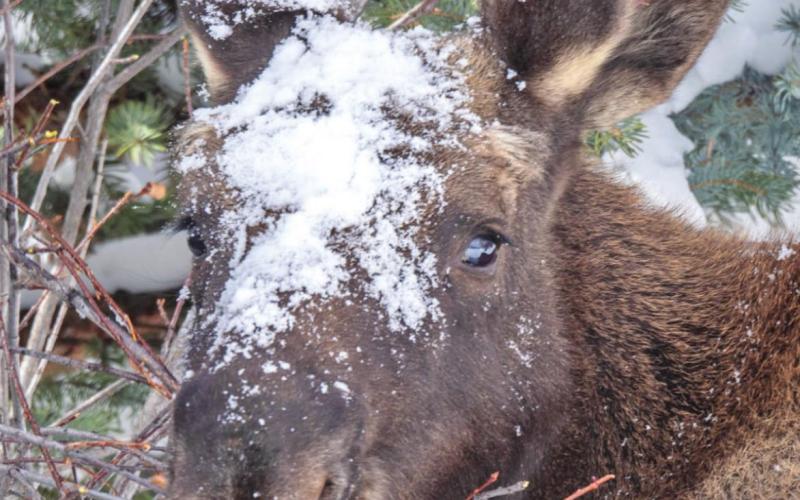 Two things Silverton loves/ snow and the moose twins. They have not been spotted recently but Wesley Berg was able to capture a couple more photos before they moved farther out of town. Photo Credit Wesley Berg
