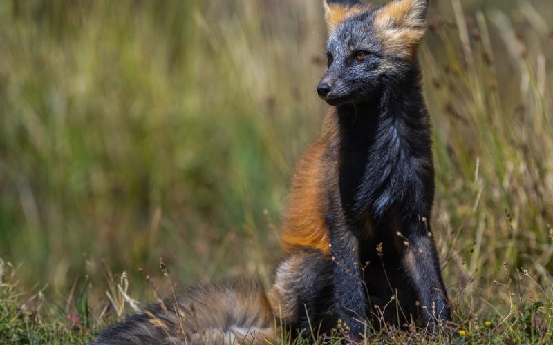 Red fox kit sitting in the grass at Animas Forks. Photo credit Wesley Berg