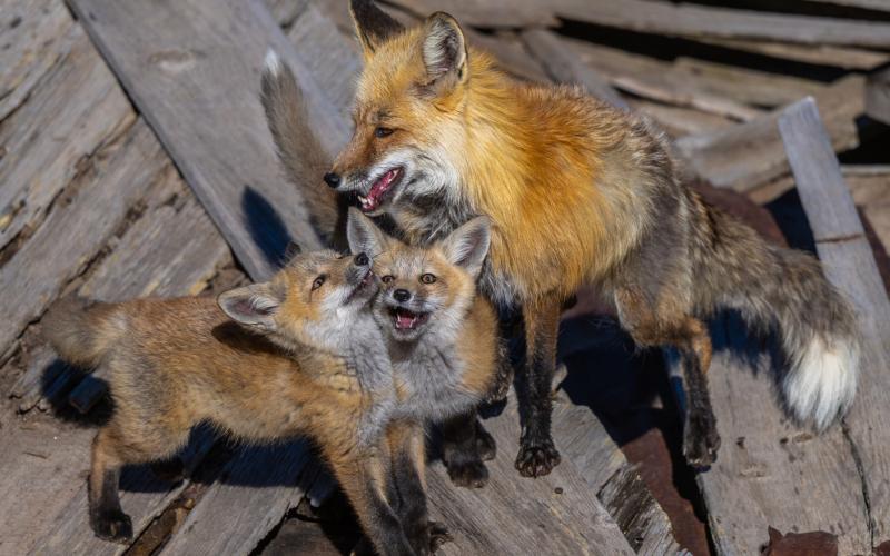 (RIGHT) Photo credit Wesley Berg Red fox with two of her kits near Red Mountain Pass.