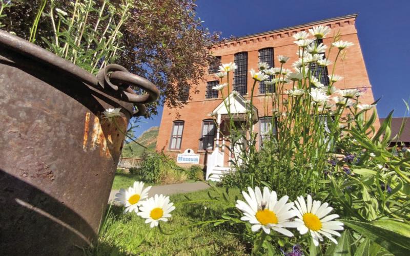 Daisies outside the Mining Heritage Museum Photo credit Hillary Cable