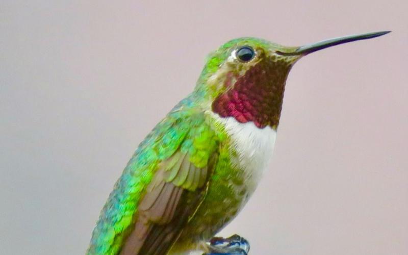 The Sound of Summer in the Rockies — The Broad-Tailed Hummingbird