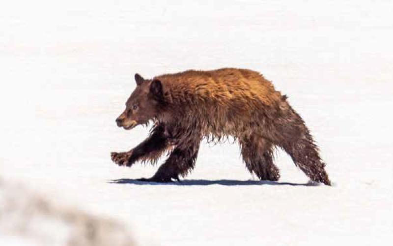 The bears are awake