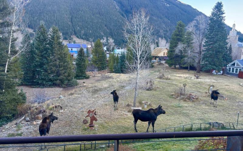 Photo by Kelly Thopkin Now that the tourist season has quietened, the local moose population comes out and hangs out in town.