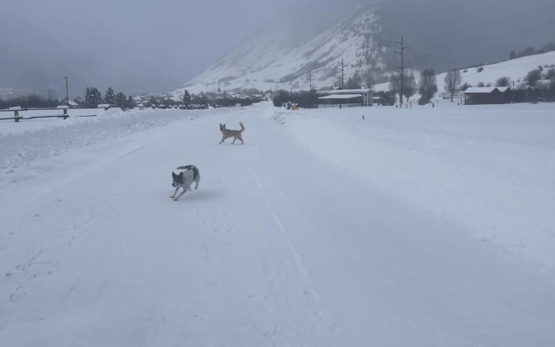 Photo credit Katey Fetch Dogs playing before the snow gets to town.