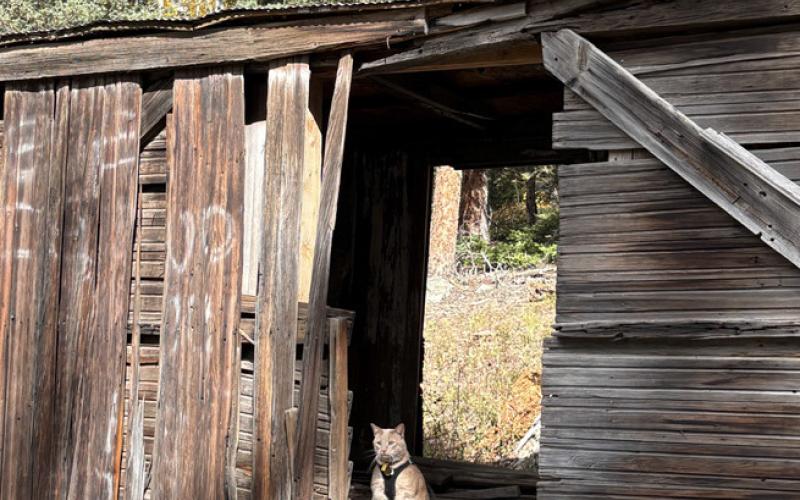 The local three-legged cat Tripod hikes the Kendall Mountain Road with his cat Mom Melanie Bergolc and made it all the way to the boxcar. Photo by Melanie Bergolc