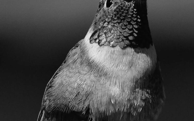 Humming bird Photo credit Criss Furman