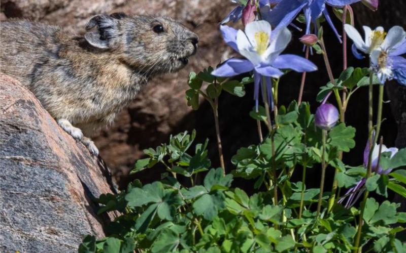 Wildflowers up high are beautiful. Even this Pika was impressed with the Columbines, although it turned out that he was more interested in eating them than looking at them. Photo Credit Wes Berg