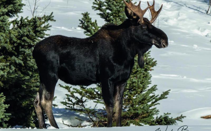 One of the locals out on Christmas morning. Photo by Wesley Berg