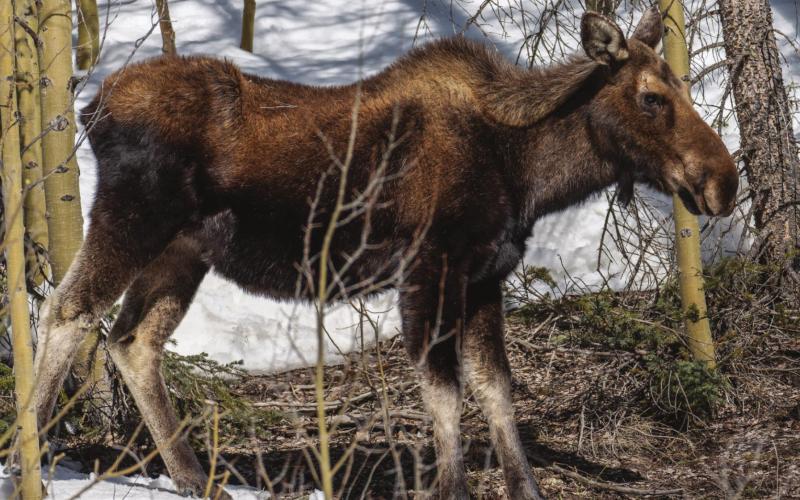 Moose Twins Spotted Again