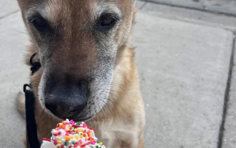 You can see the anticipation of Cash’s Gotcha day treat on his face photo by Lauren Gault