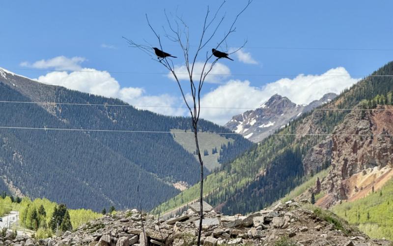 photo by DeAnne Gallegos Just two birds chillin’ by the train tracks with no worries in the world
