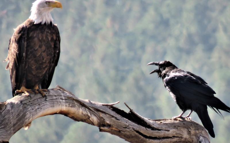A raven tells a bald eagle to get lost Photo courtesy of Mary Ann Bryant