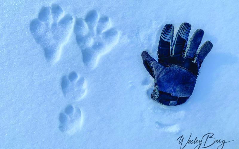 A well-defined set of snowshoe hare tracks in the snow, along with my glove for reference (Men’s size large) . Photo credit Wesley Berg