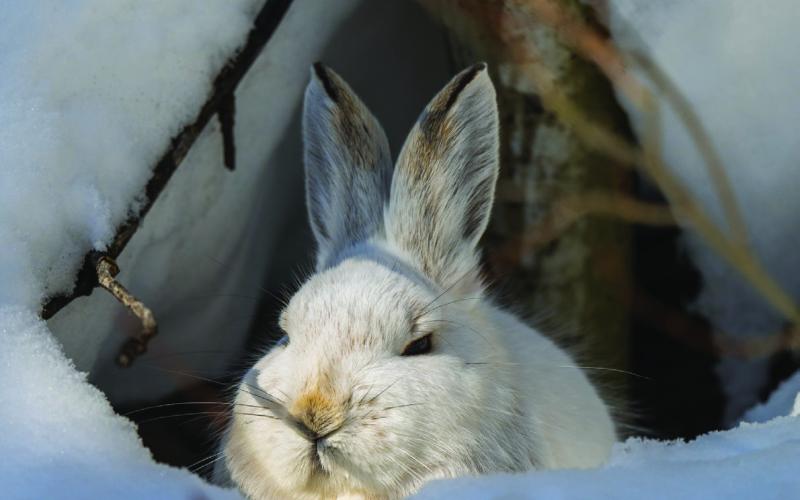 A snowshoe hare lying in a cavity under a fallen log with the sun hitting its face. Snowshoe hares don’t have dens, but they sleep in thick brush or under fallen logs. Photo credit Wesley Berg