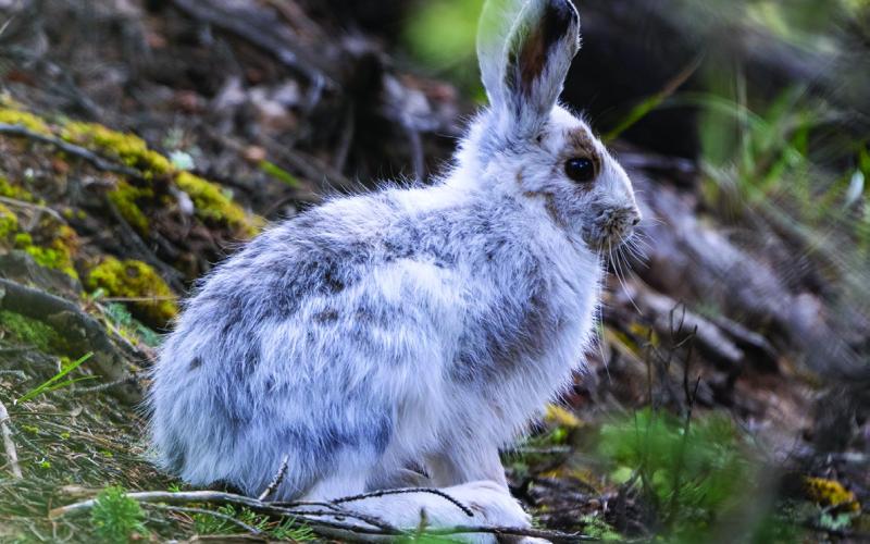 A snowshoe hare transitioning from its winter to summer coat in mid-May of 2023. Photo credit Wesley Berg