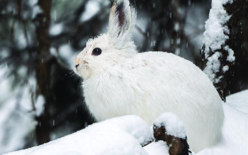 A snowshoe hare out during a snowstorm in the San Juans. Photo credit Wesley Berg