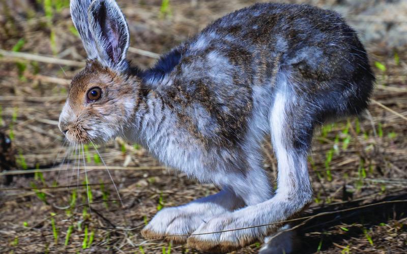 Snowshoe hare running clearly showing the size of its huge back feet and thus its name. Photo credit Wesley Berg