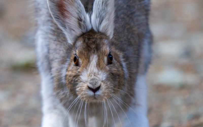 Photo credit Wesley Berg Snowshoe hares are changing coloros.