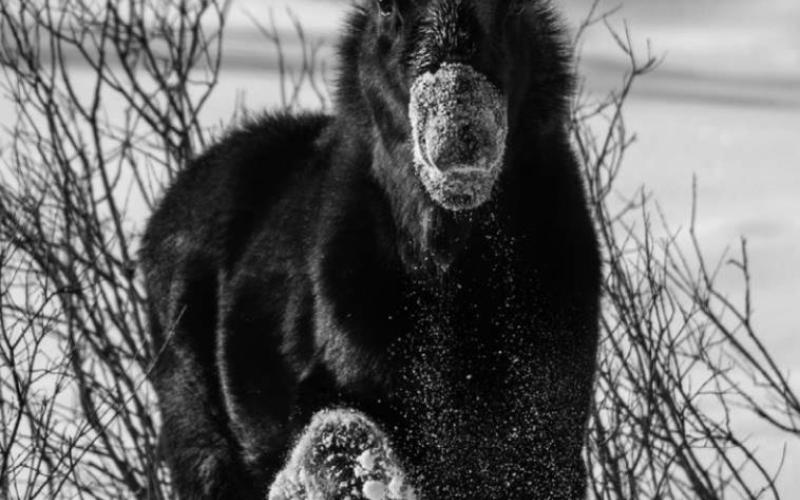Photo Credit Wes Berg