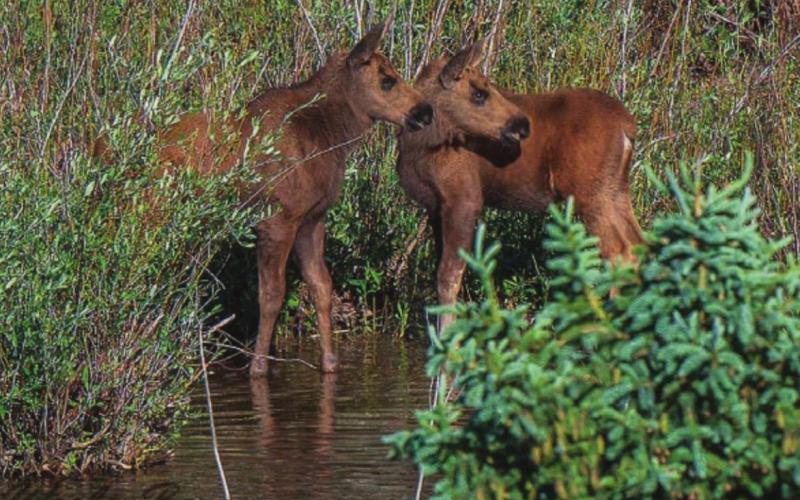 Here are the twins shortly after they were born sometime around late May or early June 2021. Photo Credit Wes Berg.