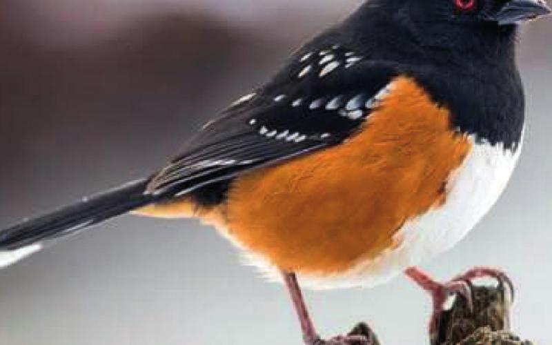 Spoted Towhee Photo Credit - allaboutbirds.org