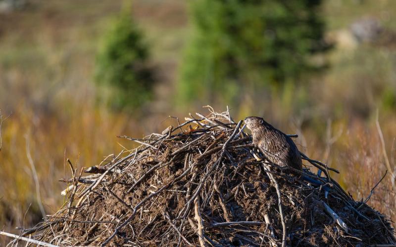 A beaver on top of its lodge. Photo credit Wesley Berg