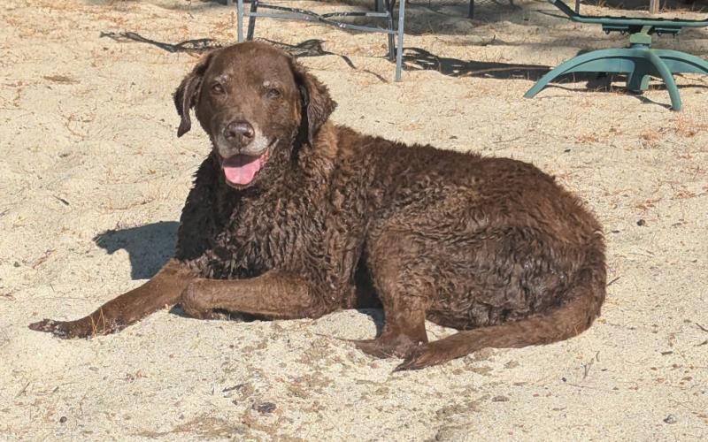 Photo credit Maddie Moser Silverton Dog Diesel “summers” in New Hampshire on her own private lake house beach. She is a winter only kinda gal up here in the San Juans &amp; is thinking about her Silverton dog pack.