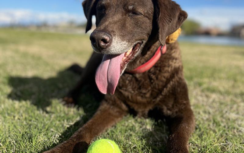 Diesel loved to play fetch and always had a tennis ball on a walk. Photo by DeAnne Gallegos