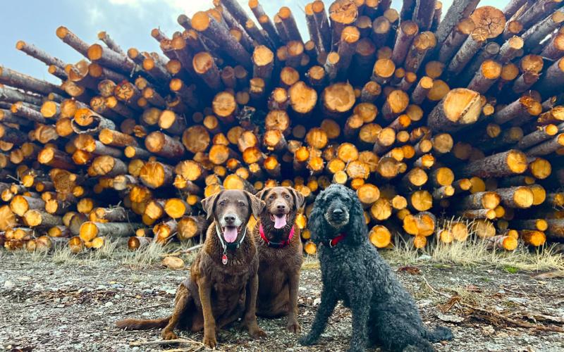 Diesel, Ruger &amp; Cozy pose together before she went back East for the summer in May. Photo by DeAnne Gallegos