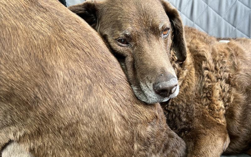 Diesel was known to use her sister Ruger as a pillow on roadtrips. Photo by DeAnne Gallegos