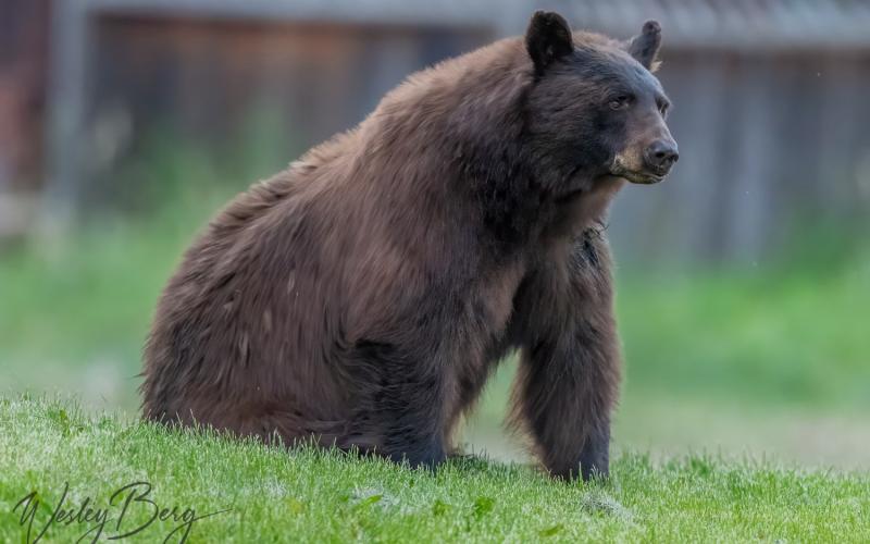 A bear in the town of Silverton. Photo credit Wesley Berg