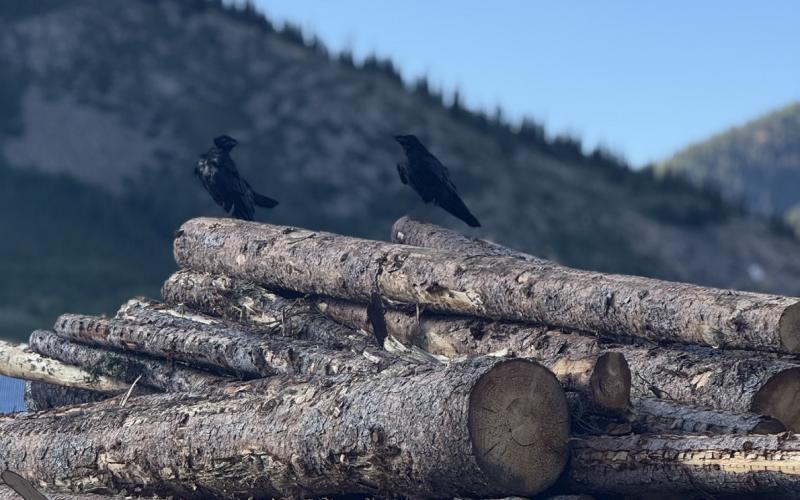 Photo credit DeAnne Gallegos Two Silverton locals making winter plans with the stack of firewood that San Juan Firewood has and is processing for locals who will need firewood soon.