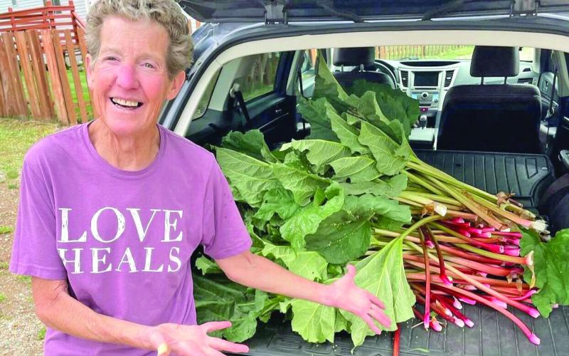 Jackie Kerwin collecting rhubarb from around town to bake her famous